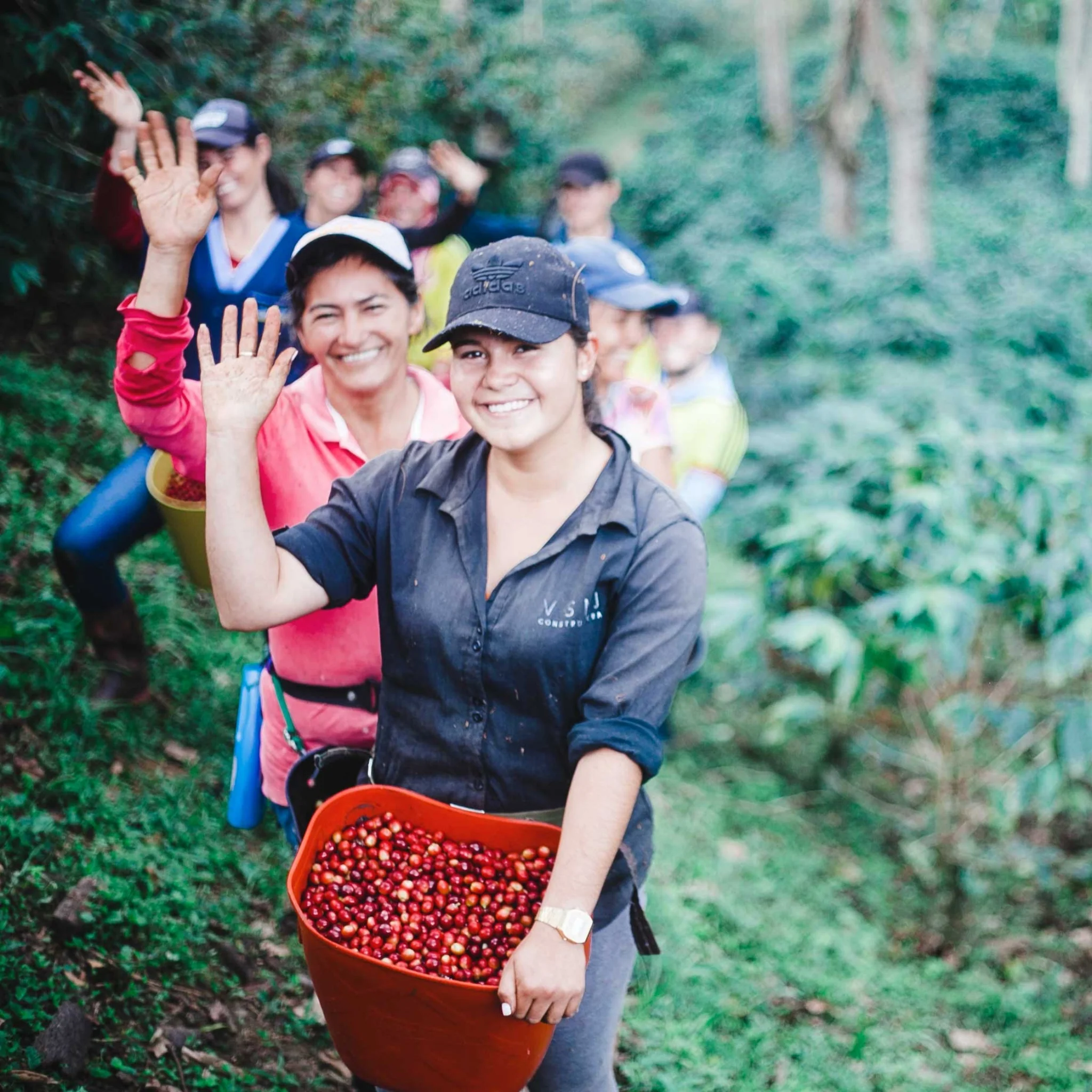 Gesha Coffee - Limited Release - Image 4